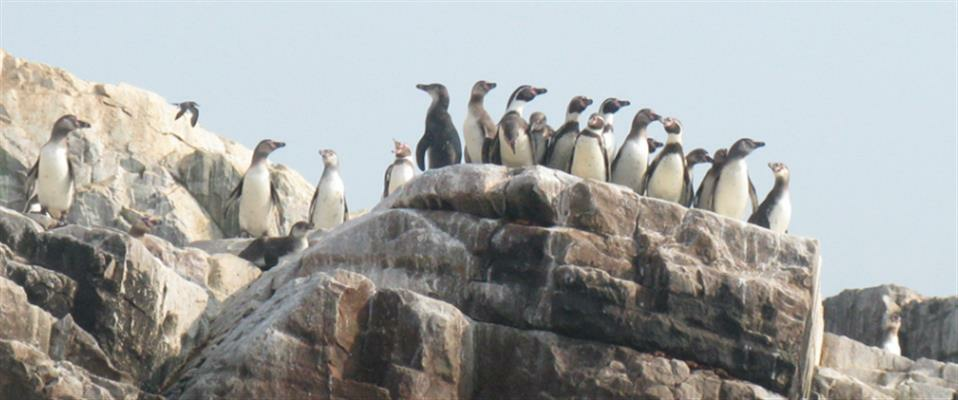 Pinguins at San Lorenzo island, Fronton Island, Cavinzas Island